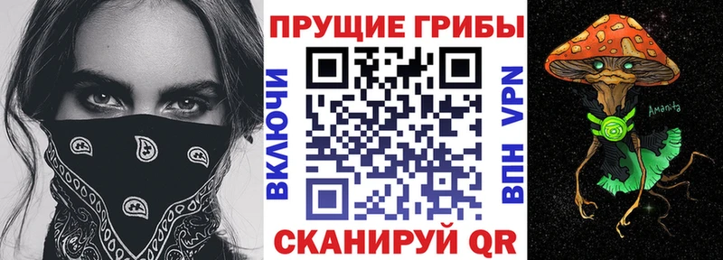 Галлюциногенные грибы Psilocybe  Ак-Довурак 